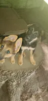Pronto, a male German Shepherd Dog and Siberian Husky for sale in Soddy Daisy, TN – 4 of 5