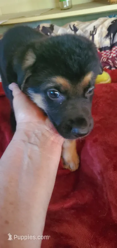Little Louie  – German Shepherd Dog, Siberian Husky puppy for sale in Soddy Daisy, TN