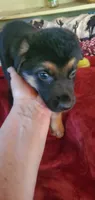 Little Louie , a male German Shepherd Dog and Siberian Husky for sale in Soddy Daisy, TN – 1 of 1