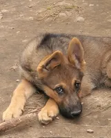 Pronto, a male German Shepherd Dog and Siberian Husky for sale in Soddy Daisy, TN – 2 of 5