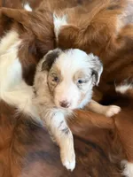 Boomer, a male Miniature American Shepherd for sale in Murfreesboro, TN – 5 of 7