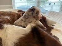 Boomer, a male Miniature American Shepherd for sale in Murfreesboro, TN – 3 of 7