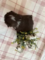 Firefly, a female Miniature American Shepherd for sale in Murfreesboro, TN – 4 of 6