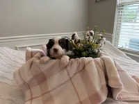 Junebug, a female Miniature American Shepherd for sale in Murfreesboro, TN – 4 of 7
