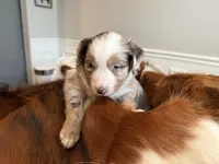 Boomer, a male Miniature American Shepherd for sale in Murfreesboro, TN – 2 of 7