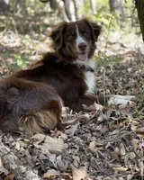 Meatloaf, a male Miniature American Shepherd for sale in Murfreesboro, TN – 8 of 8