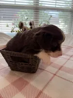 Firefly, a female Miniature American Shepherd for sale in Murfreesboro, TN – 2 of 6