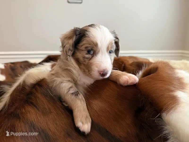 Boomer – Miniature American Shepherd puppy for sale in Murfreesboro, TN