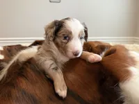 Boomer, a male Miniature American Shepherd for sale in Murfreesboro, TN – 1 of 7