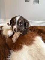 Meatloaf, a male Miniature American Shepherd for sale in Murfreesboro, TN – 4 of 8