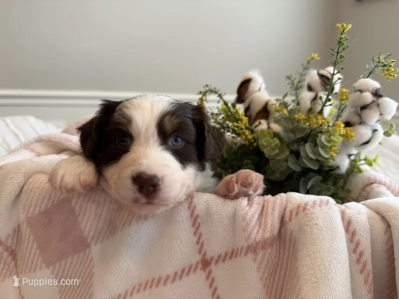 Junebug – Miniature American Shepherd puppy for sale in Murfreesboro, TN