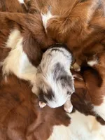 Boomer, a male Miniature American Shepherd for sale in Murfreesboro, TN – 4 of 7