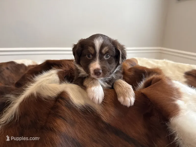 Meatloaf – Miniature American Shepherd puppy for sale in Murfreesboro, TN