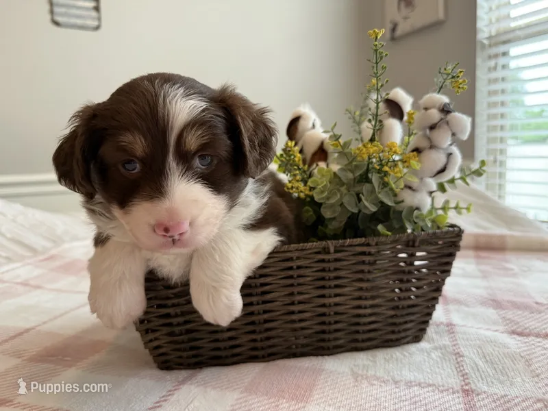 Firefly – Miniature American Shepherd puppy for sale in Murfreesboro, TN