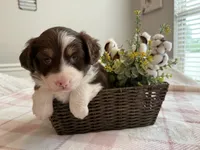 Firefly, a female Miniature American Shepherd for sale in Murfreesboro, TN – 1 of 6