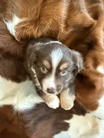 Meatloaf, a male Miniature American Shepherd for sale in Murfreesboro, TN – 5 of 8