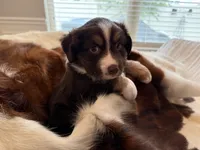 Meatloaf, a male Miniature American Shepherd for sale in Murfreesboro, TN – 2 of 8