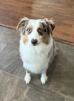 Firefly, a female Miniature American Shepherd for sale in Murfreesboro, TN – 5 of 6