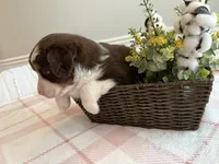 Firefly, a female Miniature American Shepherd for sale in Murfreesboro, TN – 3 of 6