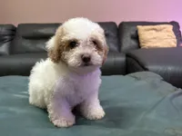 Daisy , a female Peekapoo and Bichpoo for sale in Whitsett, NC – 1 of 4