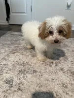 Daisy , a female Peekapoo and Bichpoo for sale in Whitsett, NC – 2 of 4