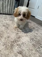 Daisy , a female Peekapoo and Bichpoo for sale in Whitsett, NC – 4 of 4