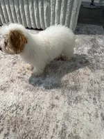 Daisy , a female Peekapoo and Bichpoo for sale in Whitsett, NC – 3 of 4