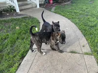 Bruno , a male Perro de Presa Canario for sale in Thomasboro, IL – 3 of 3