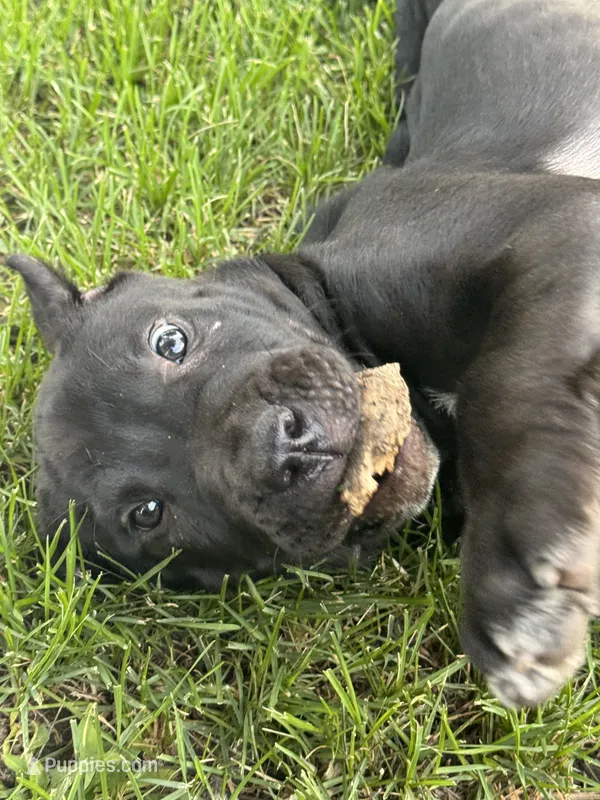 Bruno  – Perro de Presa Canario puppy for sale in Thomasboro, IL
