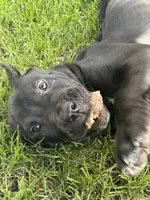 Bruno , a male Perro de Presa Canario for sale in Thomasboro, IL – 1 of 3