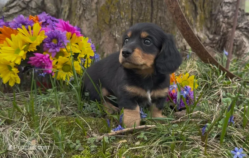Barnaby – Miniature Dachshund puppy for sale in Springfield, MO