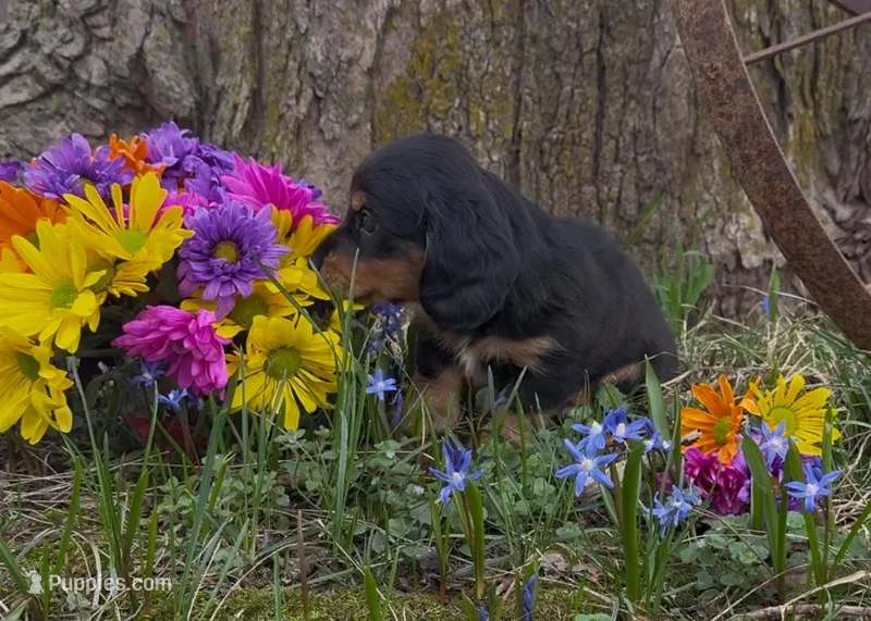 Barnaby – Miniature Dachshund puppy for sale in Springfield, MO