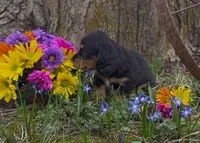 Barnaby, a male Miniature Dachshund for sale in Springfield, MO – Photo 2 of 5