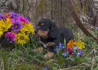 Barnaby, a male Miniature Dachshund for sale in Springfield, MO – Photo 4 of 5
