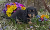 Barnaby, a male Miniature Dachshund for sale in Springfield, MO – Photo 5 of 5