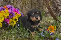 Barnaby, a male Miniature Dachshund for sale in Springfield, MO – Photo 1 of 5