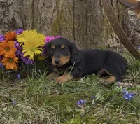 Daphne, a female Miniature Dachshund for sale in Springfield, MO – Photo 2 of 5