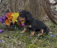 Daphne, a female Miniature Dachshund for sale in Springfield, MO – Photo 4 of 5