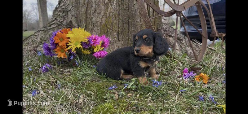 Daphney, a male Miniature Dachshund for sale in Springfield, MO – Photo 1 of 4
