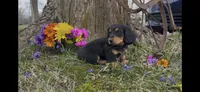Daphney, a male Miniature Dachshund for sale in Springfield, MO – Photo 1 of 4