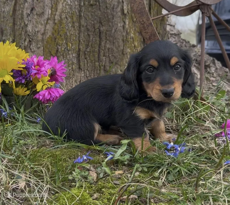 Daphne – Miniature Dachshund puppy for sale in Springfield, MO