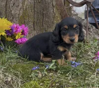 Daphne, a female Miniature Dachshund for sale in Springfield, MO – Photo 5 of 5
