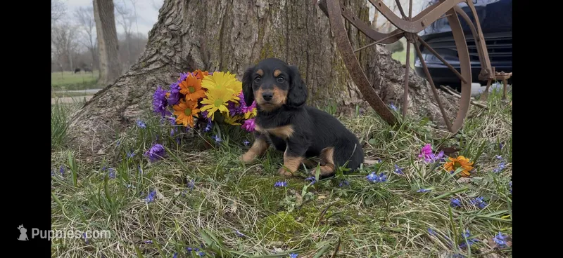 Daphney – Miniature Dachshund puppy for sale in Springfield, MO