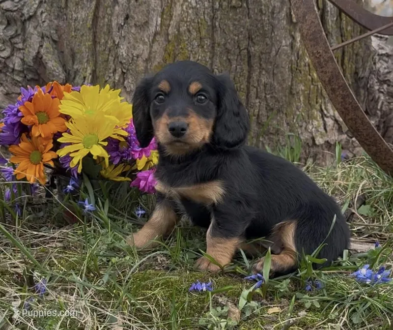 Daphney – Miniature Dachshund puppy for sale in Springfield, MO