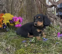 Daphne, a female Miniature Dachshund for sale in Springfield, MO – Photo 3 of 5