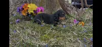 Drake, a male Miniature Dachshund for sale in Springfield, MO – Photo 5 of 5