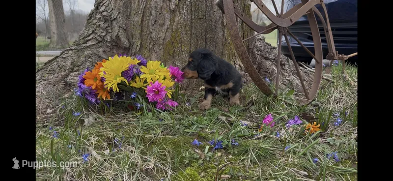 Drake – Miniature Dachshund puppy for sale in Springfield, MO