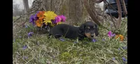 Drake, a male Miniature Dachshund for sale in Springfield, MO – Photo 2 of 5