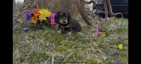 Drake, a male Miniature Dachshund for sale in Springfield, MO – Photo 3 of 5