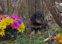 Bella, a female Miniature Dachshund for sale in Springfield, MO – Photo 2 of 3